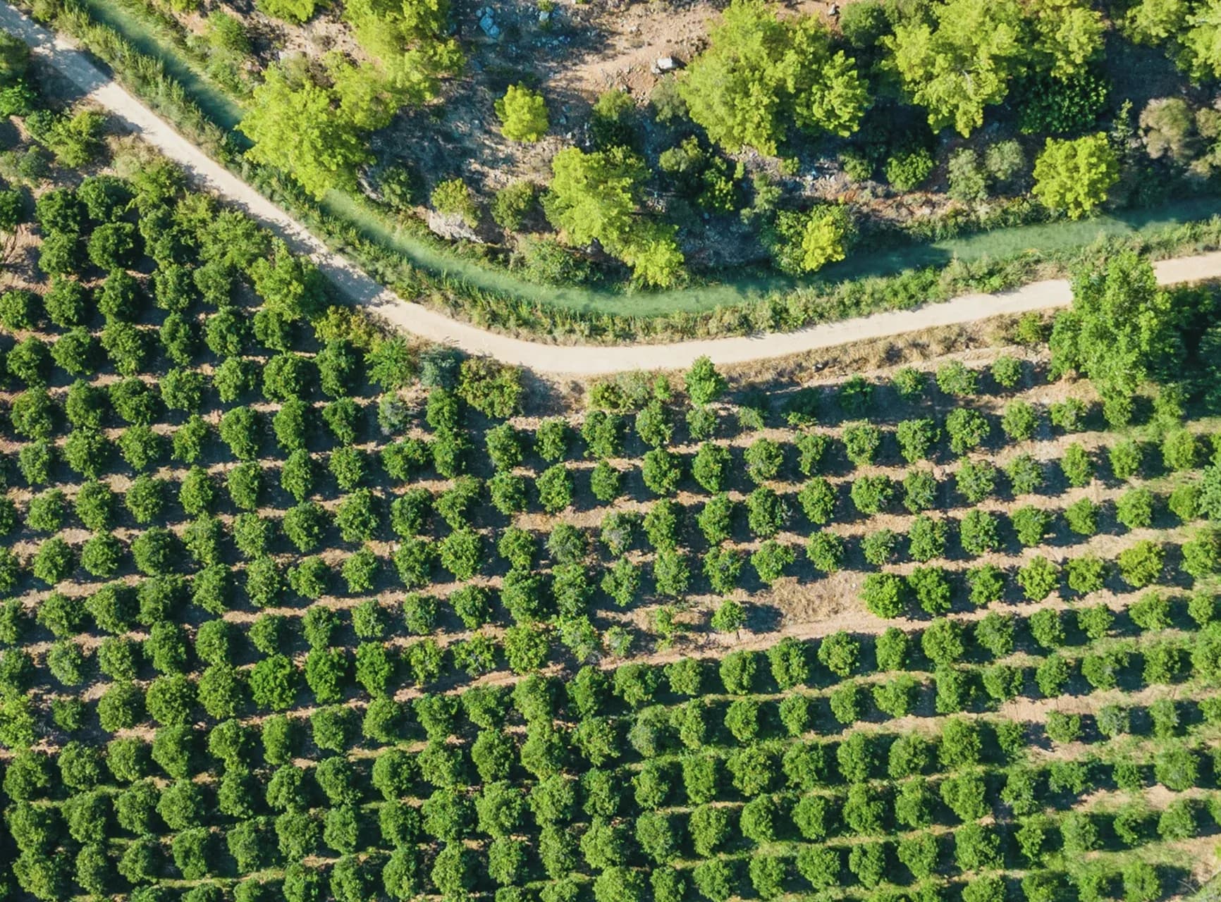 ¿Por qué Agromillora decidió hacer una transacción corporativa? ¿Qué beneficios les ha aportado?